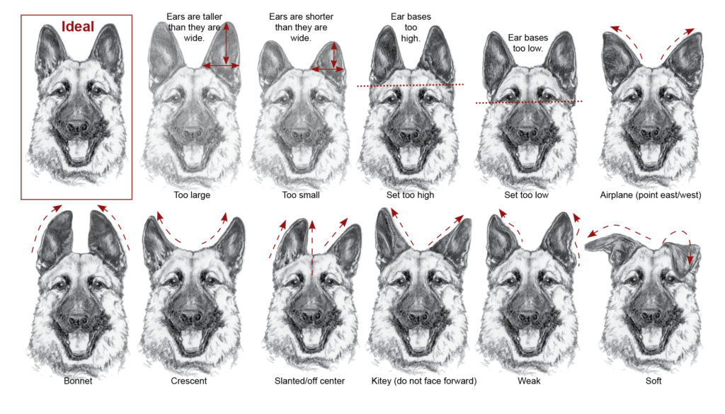 Dog Position Chart