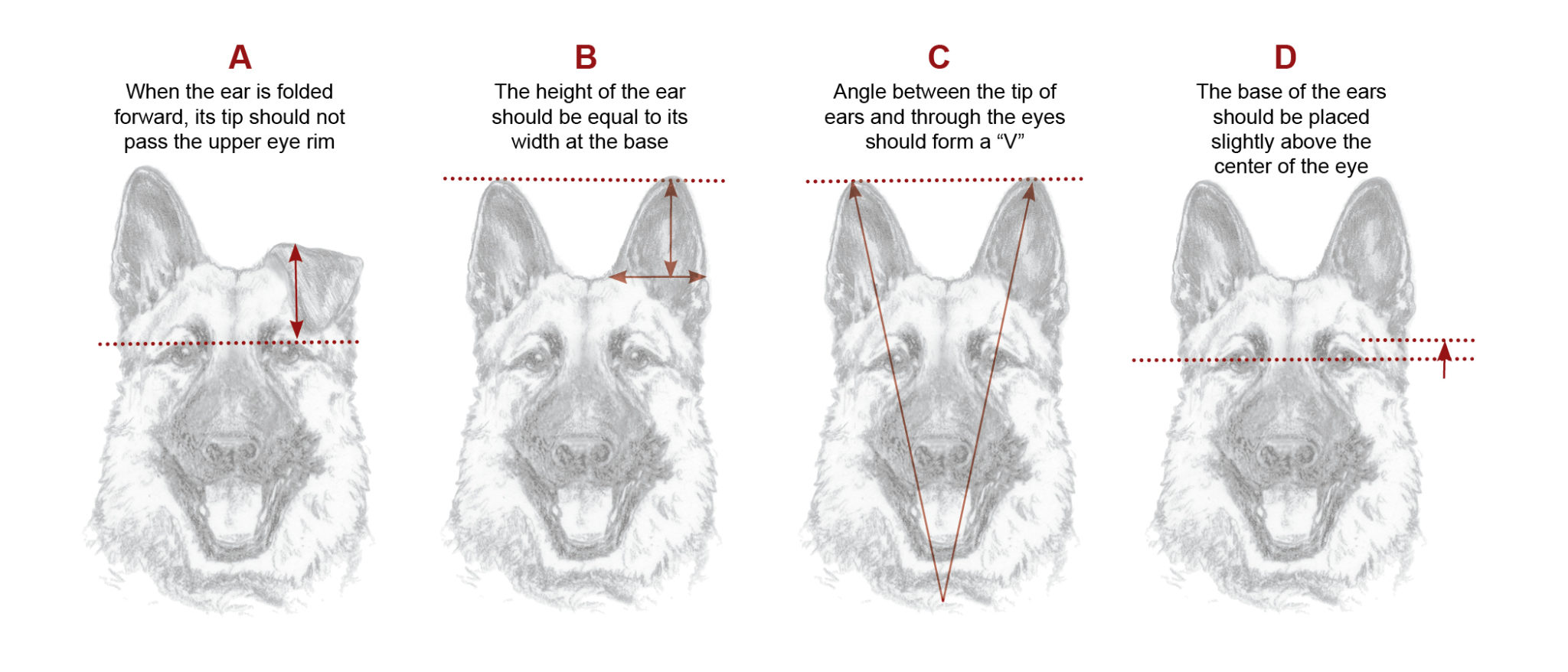 The Illustrated German Shepherd