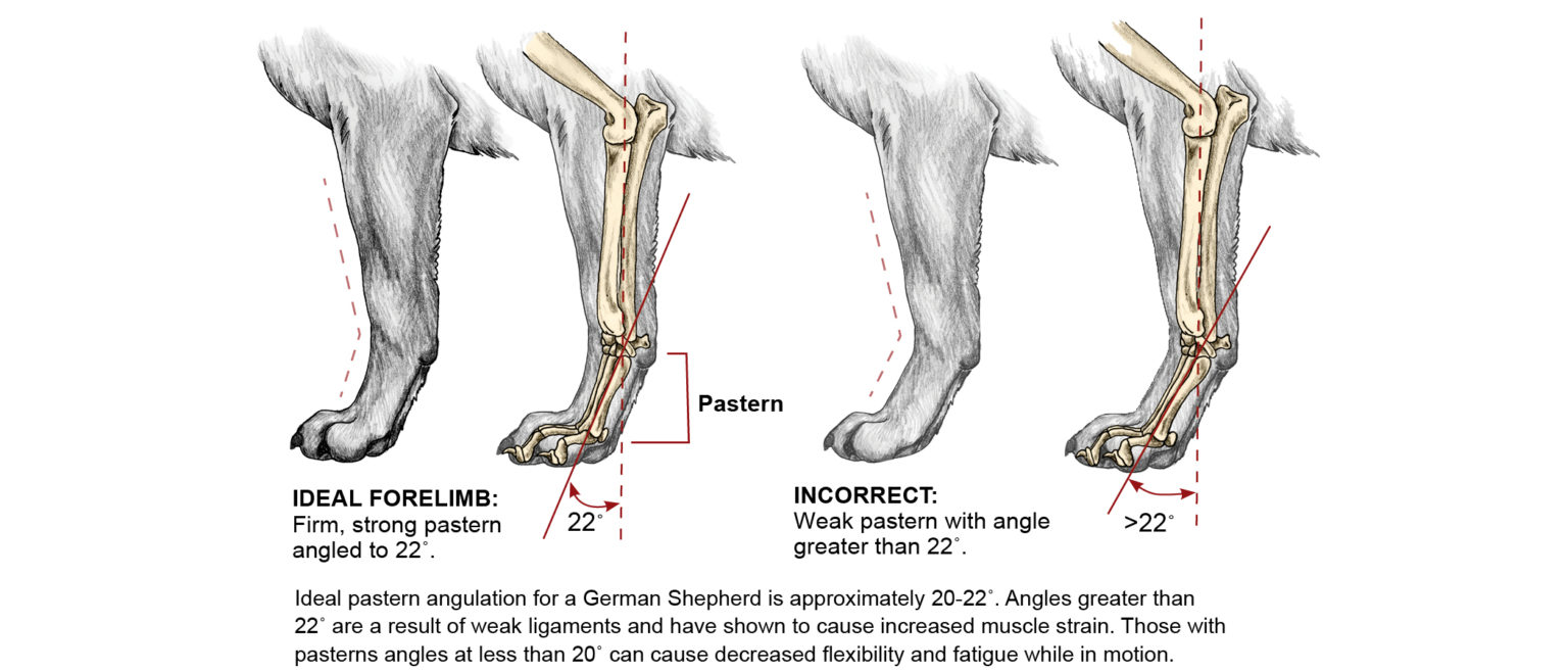 The Illustrated German Shepherd™ GSD Living