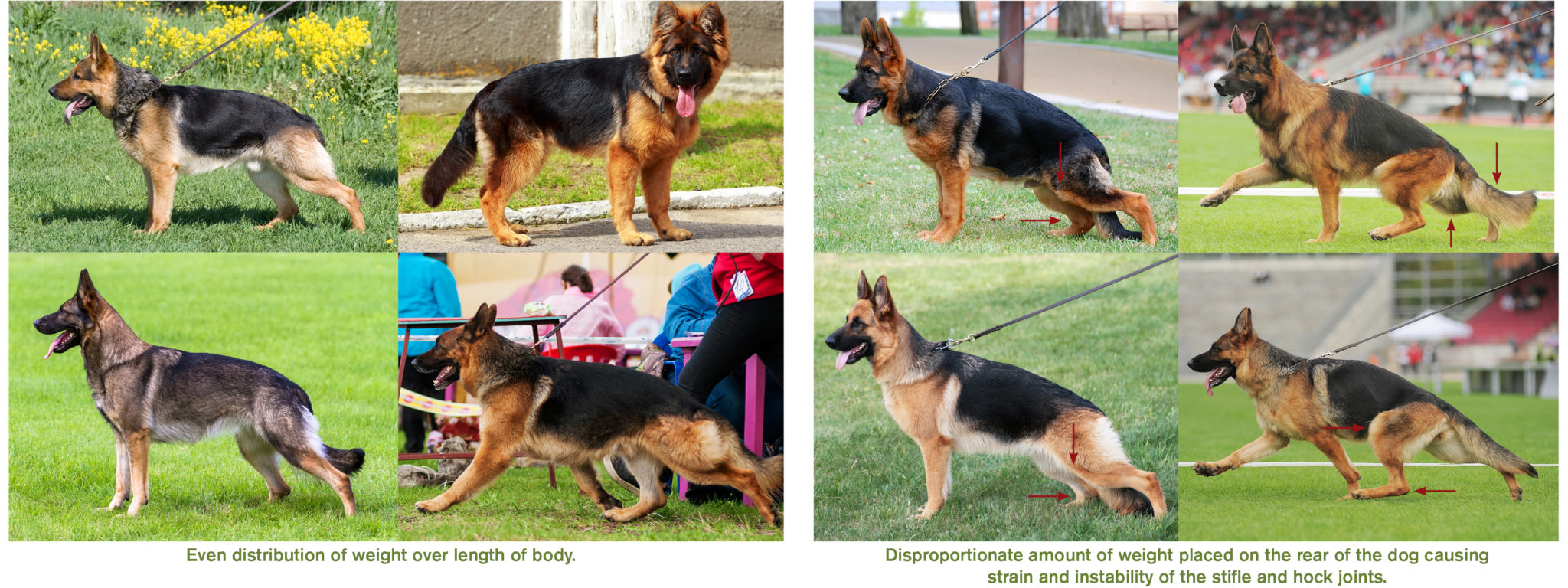 The Illustrated German Shepherd™ – GSD Living