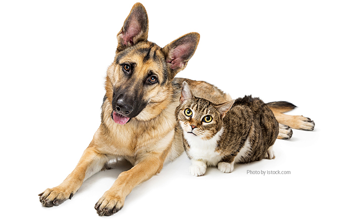 can german shepherds be good with cats