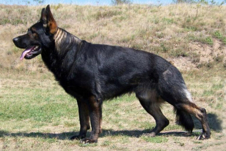 are czech german shepherds good family dogs