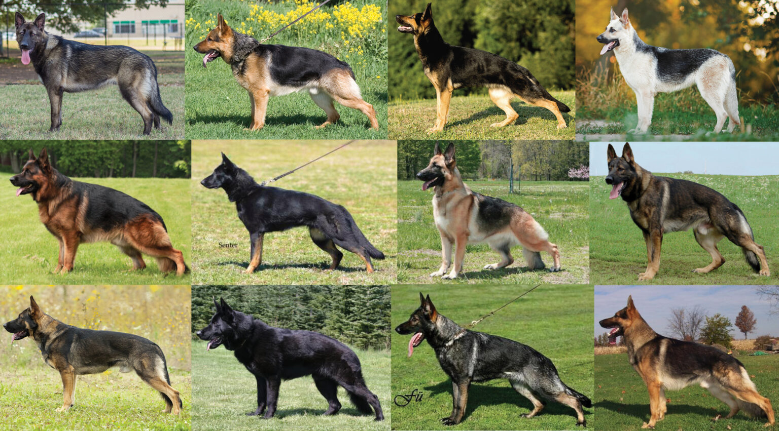 what kinds of german shepherds are there