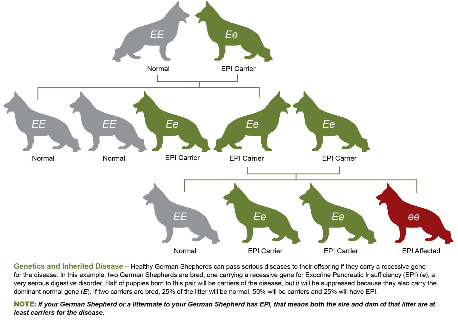 polygenic traits examples in animals