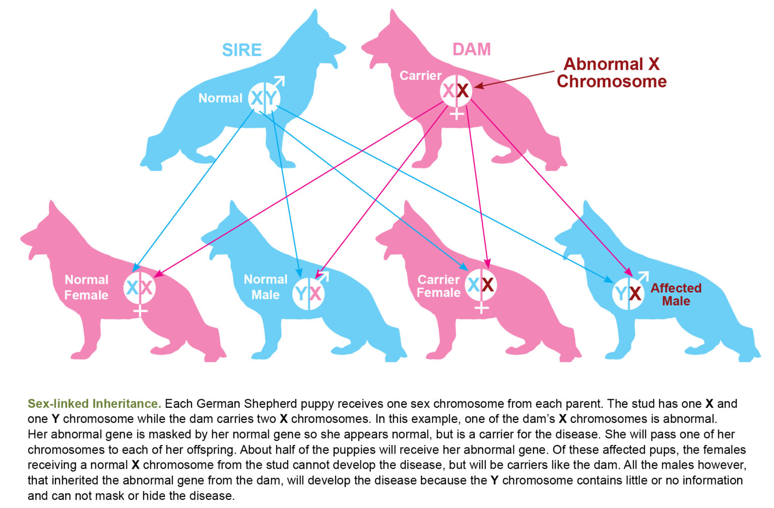 do all dogs have the same number of chromosomes