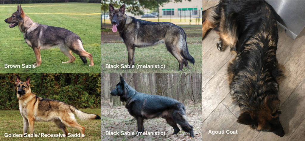 are black sable german shepherds rare