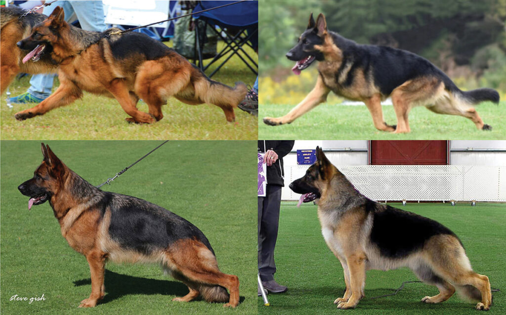 Are Show Line German Shepherds Healthy