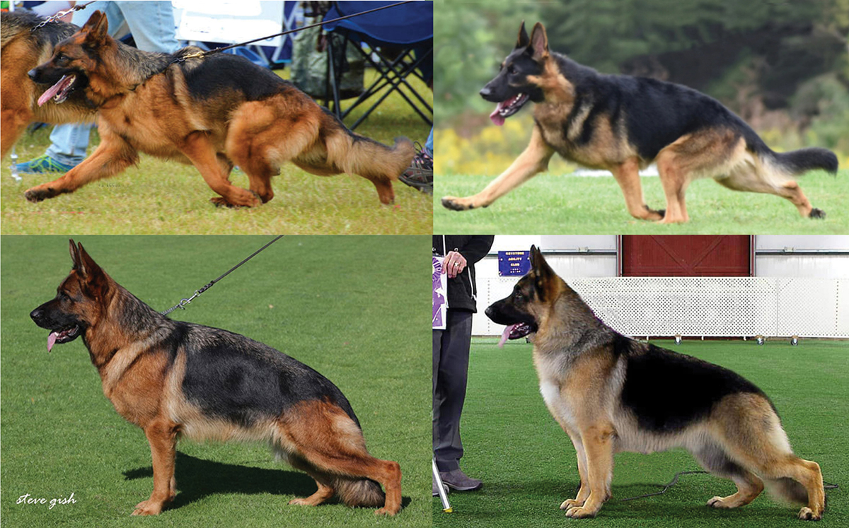 About the Breed – GSD-Living