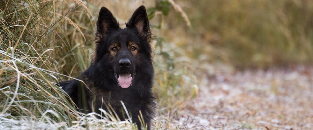 are german shepherds geneti