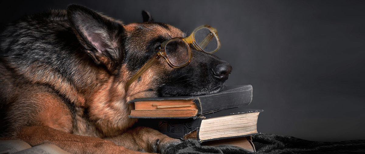 Dog study. Человек читает книгу немецкая овчарка. Pup studying.