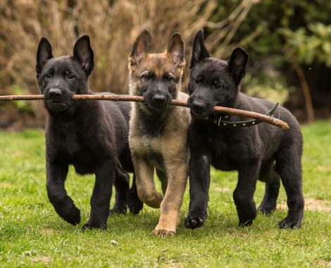GSD_Puppies_1